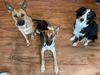 Jasmine - Adoption Pending
