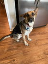 Jasmine - Adoption Pending