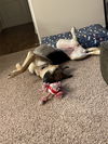 Jasmine - Adoption Pending