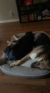 Jasmine - Adoption Pending