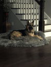 Slinky - Adoption Pending