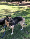 Slinky - Adoption Pending
