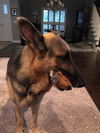 Slinky - Adoption Pending