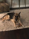 Slinky - Adoption Pending