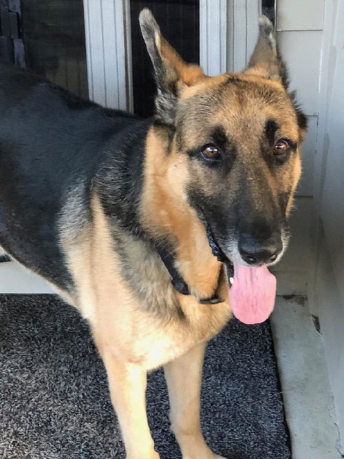 Slinky - Adoption Pending