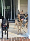 Slinky - Adoption Pending