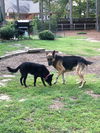 Slinky - Adoption Pending