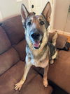 Bella - Adoption Pending