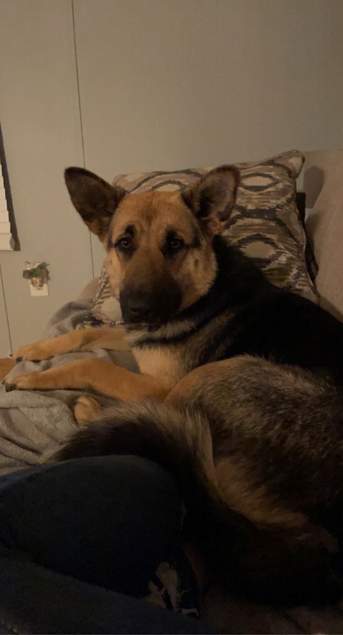 Pumpkin - Adoption Pending
