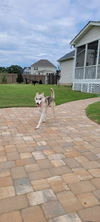 Aspen - Adoption pending