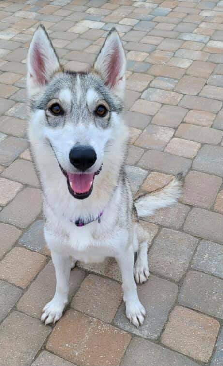 Aspen - Adoption pending