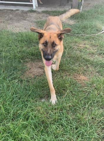 Luke - Adoption Pending