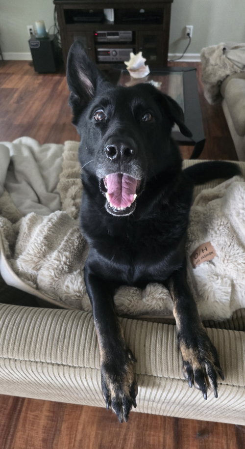 Sargeant, a dog for adoption from Freedom German Shepherd Rescue