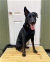 adoptable Dog in rolesville, NC named Sargeant
