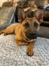 Lucy - Adoption Pending