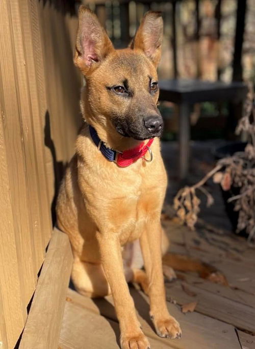 Lucy - Adoption Pending