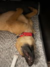 Lucy - Adoption Pending