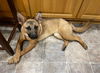 Lucy - Adoption Pending