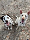 Akiko - Adoption Pending