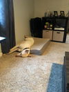 Akiko - Adoption Pending