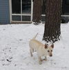 Akiko - Adoption Pending