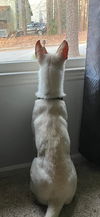 Akiko - Adoption Pending