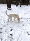 Akiko - Adoption Pending