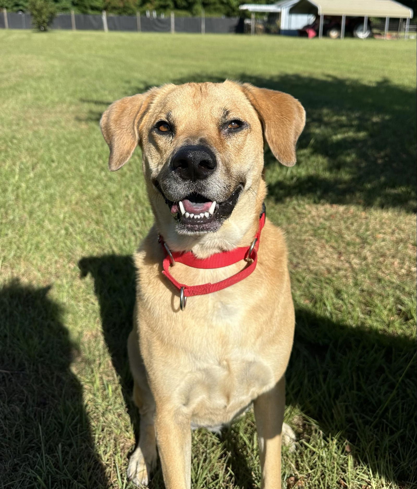 adoptable Dog in Rolesville, NC named Belle