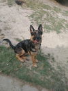 Daisy - Adoption Pending