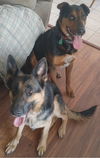 Daisy - Adoption Pending