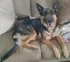 Daisy - Adoption Pending