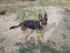 Daisy - Adoption Pending