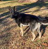Brody