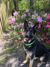 Vader - Adoption Pending