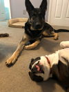 Vader - Adoption Pending