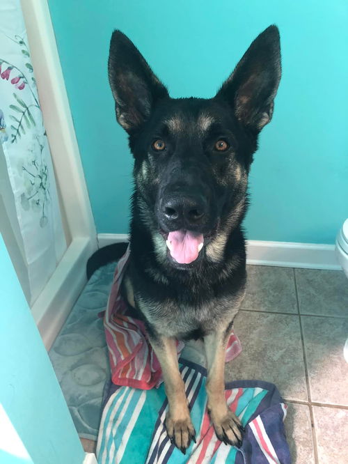 Vader - Adoption Pending