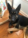Vader - Adoption Pending