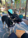 Vader - Adoption Pending