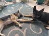 Vader - Adoption Pending