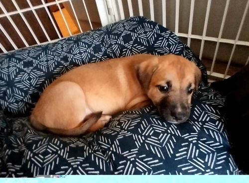 Snickers - Adoption Pending