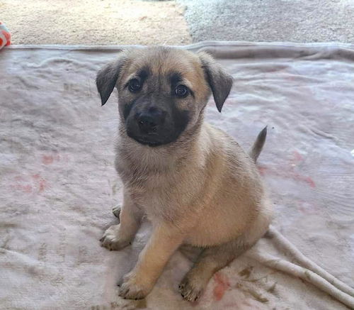 Skittles - Adoption Pending