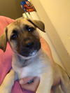 Twix - Adoption Pending
