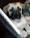 Twix - Adoption Pending