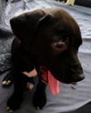Hershey