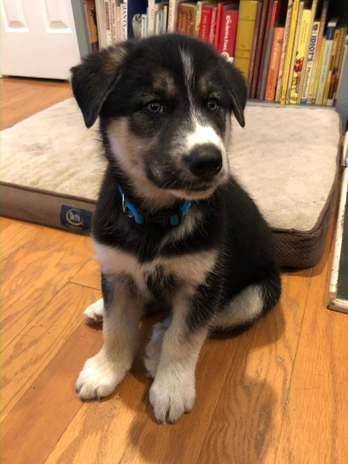Stitch - Adoption Pending