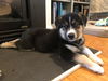 Stitch - Adoption Pending