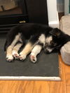 Stitch - Adoption Pending