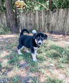 Stitch - Adoption Pending