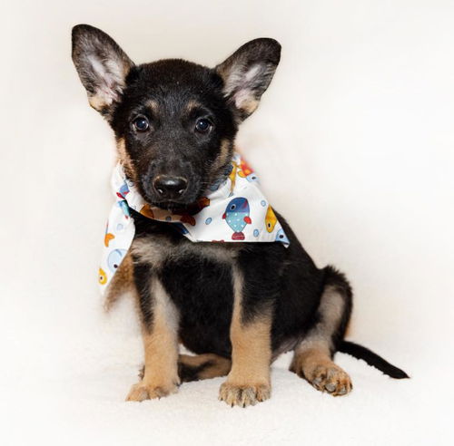 Venice - Adoption Pending