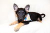 Venice - Adoption Pending